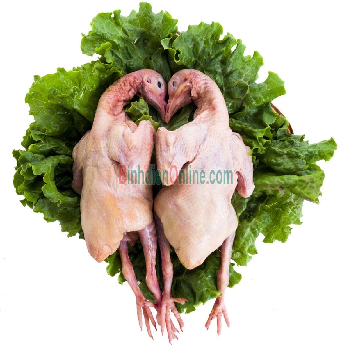 Chim bồ câu ta ra ràng làm sạch bổ dưỡng và an toàn